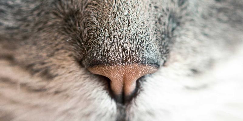 乌古尔花岗岩的声学艺术：探索石材在音乐厅与剧院装饰中的非凡潜力